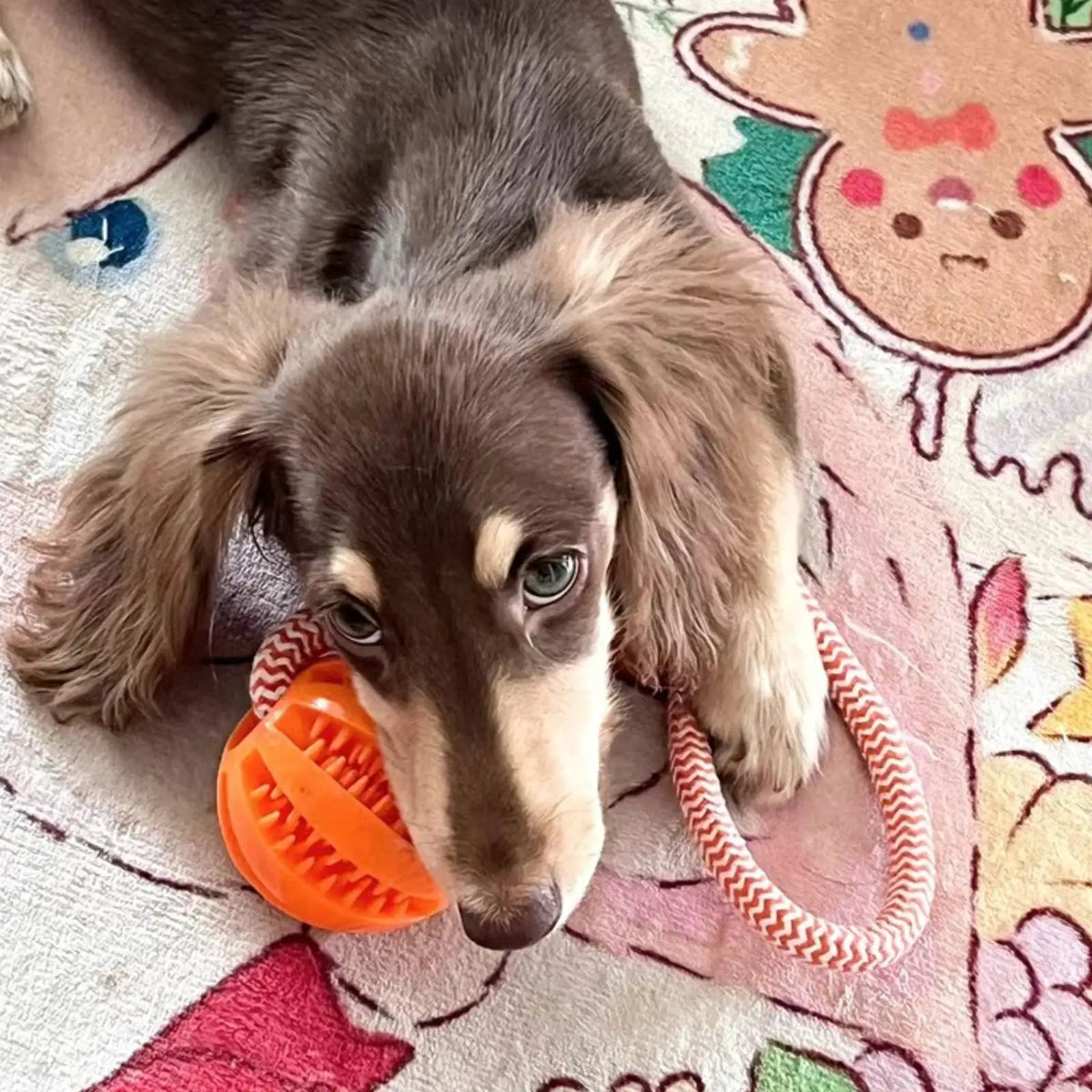 Interactive Dog Treat Ball - Cotton Rope Chew & Training Toy